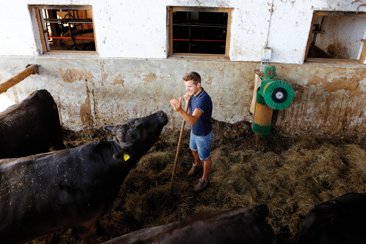 Stefan Rottensteiner mit Wagyu-Rindern