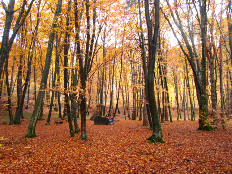  Altenburger Wald