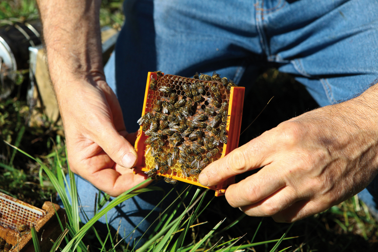 Bienen