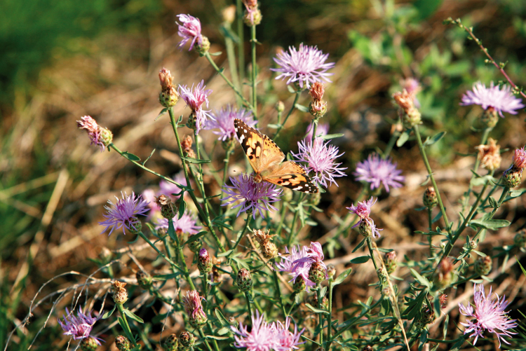 Insekten