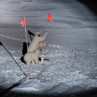 Eisbärenwächter suchen den Horizont nach den neugierigen Bären ab